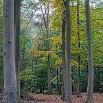 Und Wald Apartment Kuehlungsborn