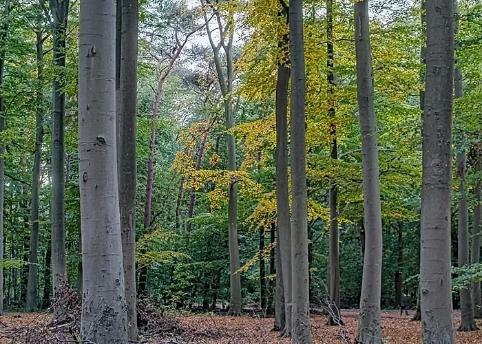 Und Wald Апартаменты Кюлунгсборн